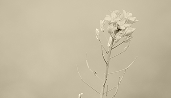 sub1_image5