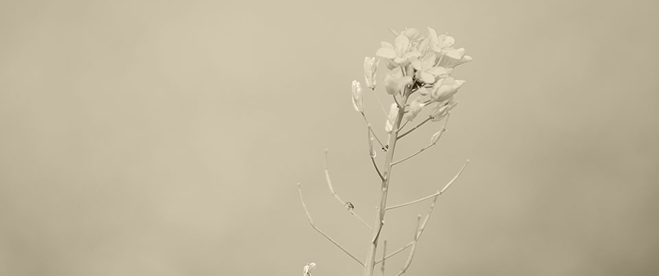 sub1_image5_m
